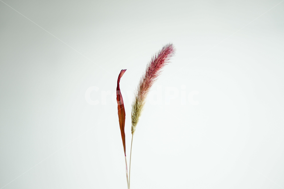 plant,식물,보라,purple,grass,simple,심플,강아지풀,자연