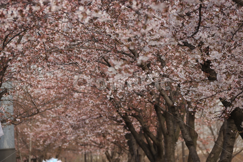 식묵,plant,flower,cherryblossom,blossom,꽃,벚꽃,식물,자연,봄,식물,자연,plants,nature,꽃,flower