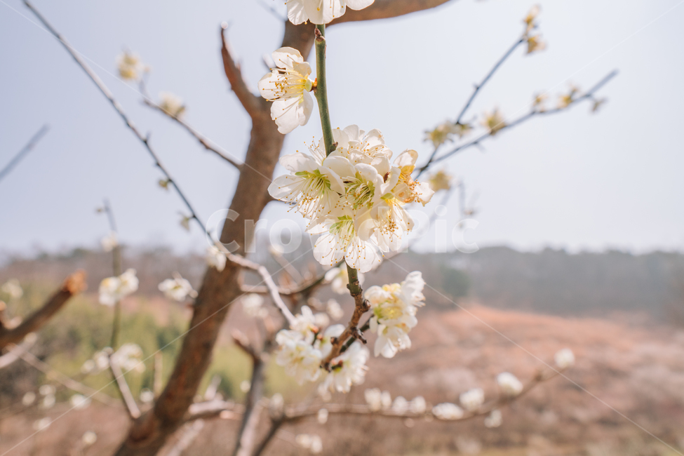 매화,홍매화,꽃,봄,계절,봄꽃,매화나무,자연,풍경,봄,계절,spring,season,식물,자연,plants,nature,꽃,flower,plant,blossom,cherry blossom,벚꽃