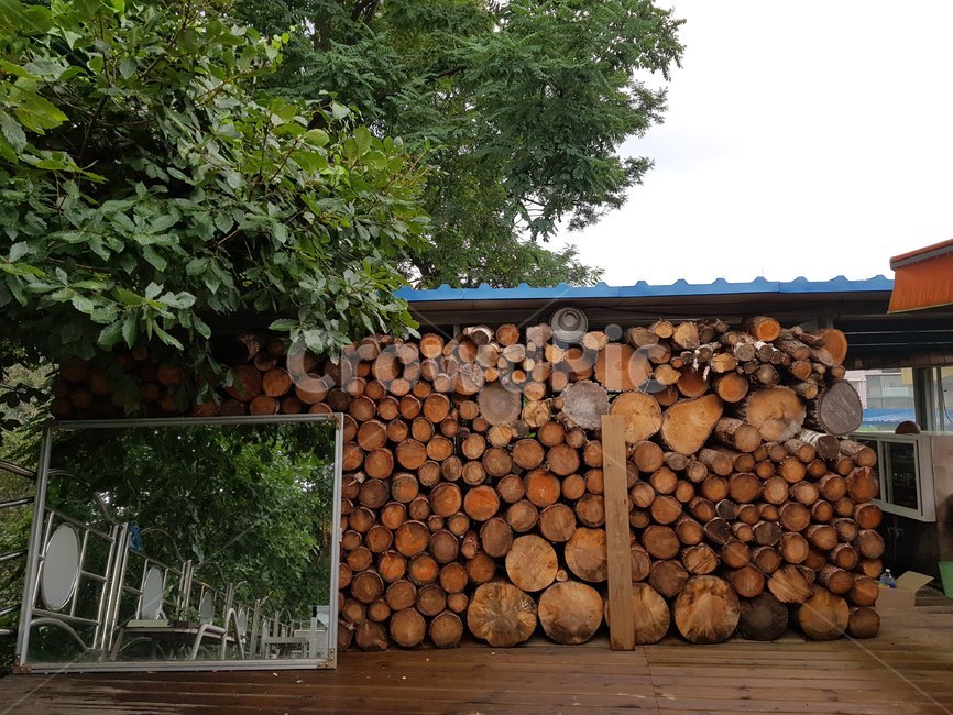 통나무,숲,wood,나무,겨울