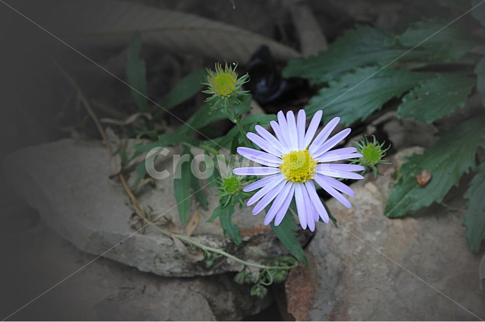 식물,가을,국화,들국화,야생화,plant,flower,blossom,식물,자연,plants,nature,꽃,flower
