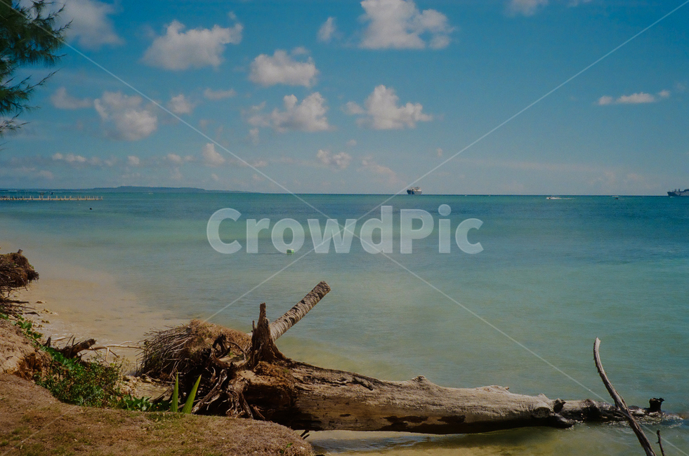 plant,식물,tree,palmtree,야자수,사이판,saipan,필름카메라,wood,나무,driftwood,유목,해변,beach,바다