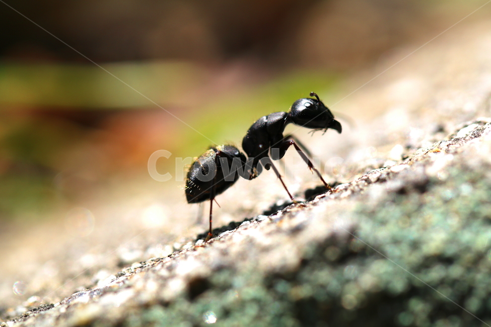 곤충,벌레,동물,개미,자연,동물,animal,곤충,벌레,insect,bug