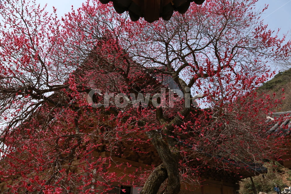 구례화엄사,각황전흑매화,매화,꽃,봄,봄,계절,spring,season,한국전통,한국문화,korean traditional,korean culture,식물,자연,plants,nature,나무,trees,wood,종교,신앙,religion,belief,faith,건축물,건물외관,exterior,building,structure,architecture,construction,tree,plant