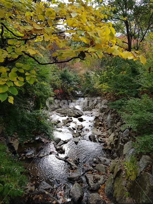 나무,식물,자연,풍경,가을,단풍,화담숲,tree,nature,fall,autumn,계곡,자연,풍경,nature,landscape