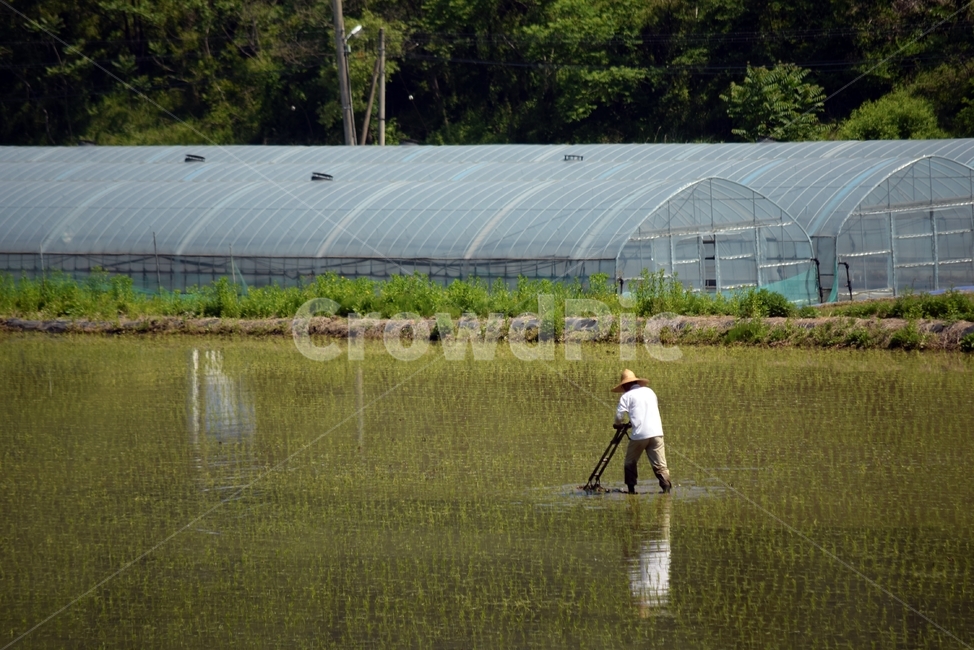 자연,논,농사,모내기,농부,outdoors,person,nature,농업,농사,agriculture,farming,farming industry