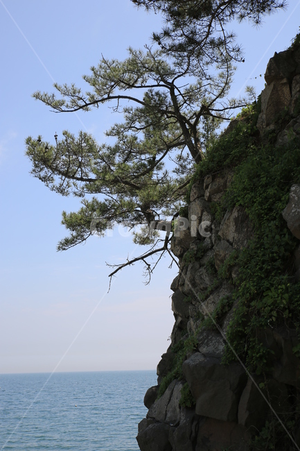 소나무,주상절리,해변,낭떠러지,바다