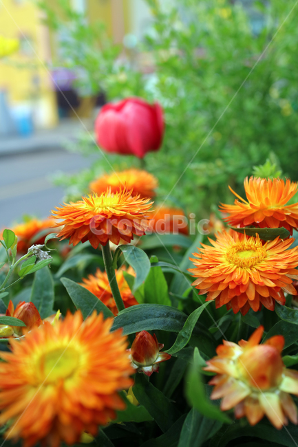 꽃,flowers,봄,계절,식물,자연,꽃밭,정원,아름다움,뷰티,배경이미지,백그라운드,배경,클로즈업,가드닝,텃밭,화려한,꽃잎,꽃송이,꽃봉오리,노랑,노란꽃,식물,자연,plants,nature,꽃,flower