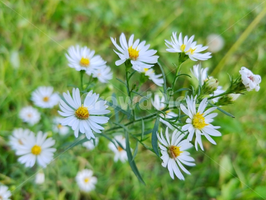 가을,들국화,야생화,구절초,자연,천고마비,식물,자연,plants,nature,꽃,flower