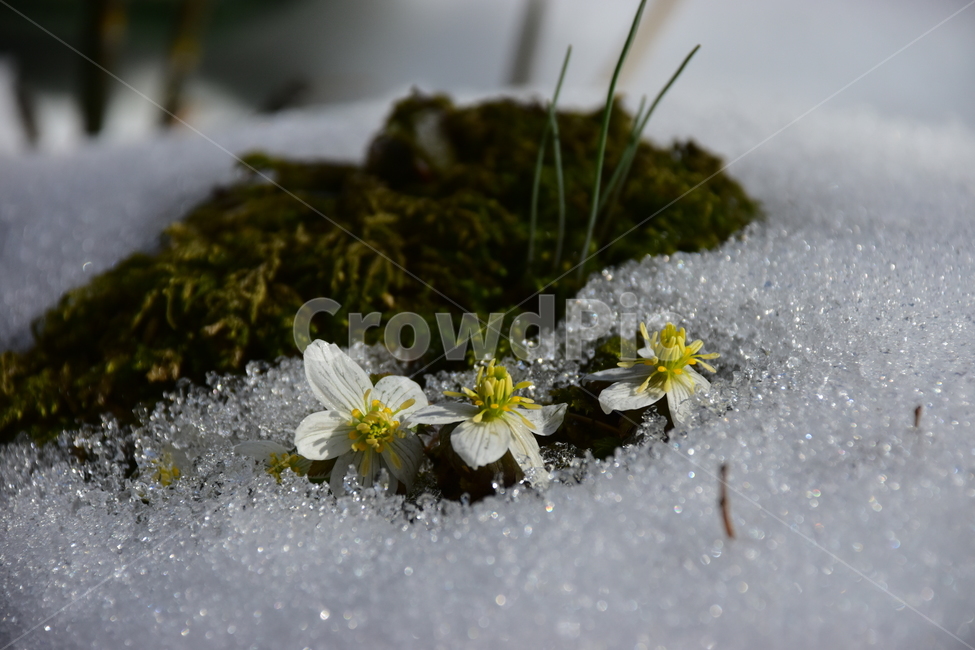 모데미풀,야생화,봄,눈,설중,꽃,풀꽃,자연,식물,식생,감성,힐링,plants,nature,spring,season,flower,emotion,feeling,흰색,초본,너도바람꽃속