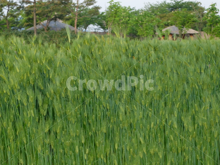 청보리밭,보리밭,여름,순천,순천만,식물,자연,plants,nature