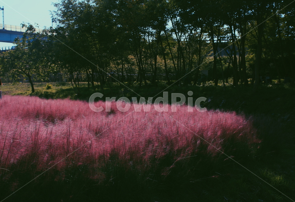가을,풍경,감성,핑크뮬리,나무,초록,분홍,갈대,가을,계절,fall,autumn,season,자연,풍경,nature,landscape,감성,sensible,feeling