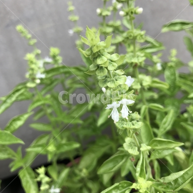 바질,바실,베이절,바실리쿰오시뭄,스위트바질,스윗바질,Basil,SweetBasil,꿀풀,한해살이풀,배암차즈기속,흰꽃,씨앗식물,바실레우스,향신료,향유,음료,식용,식재,다이어트,꽃,Flower,식물,자연,plants,nature,꽃,flower