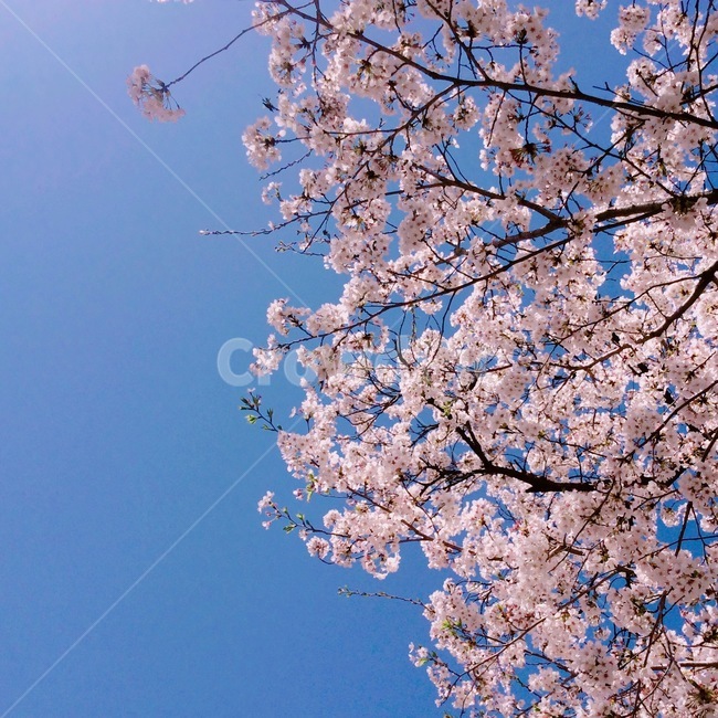 봄,벚꽃,spring,나무,하늘