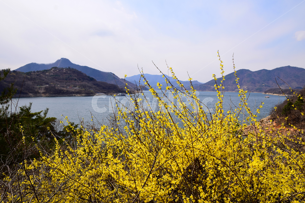 개나리,저수지,먼산,산,저수지풍경,노란개나리,노란색,moutains,reservoir,forsythia,yellow