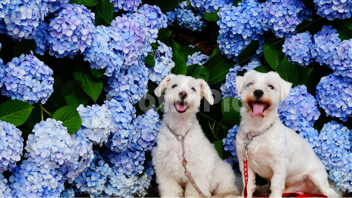강아지,애완견,애견,애완동물,수국,개,식물,자연,plants,nature,꽃,flower,동물,animal,포유류,mammal,개,강아지,dog,doggy
