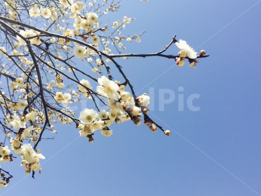 봄,벚꽃,하늘,파란하늘,Spring,3월,식물,자연,plants,nature,봄,계절,spring,season,꽃,flower,plant,blossom