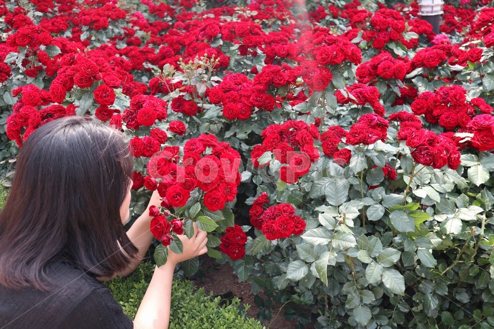 꽃,장미,향기,뒷모습,인물,rose,flower,식물,자연,plants,nature,꽃,flower,사람,인물,인간,human,person,여성,여자,woman,female,lady