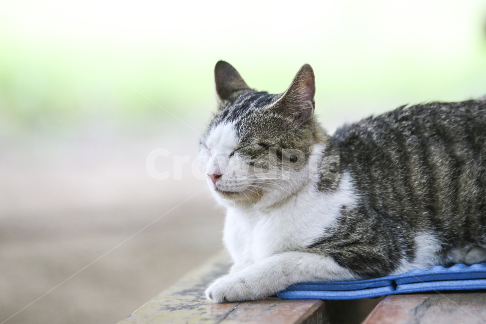 고양이,반려동물,애완동물,귀여움,동물,잠자는고양이,동물,animal,포유류,mammal,고양이,cat,kitten,kitty