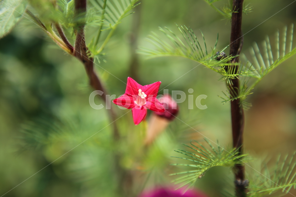 꽃,분홍꽅,나팔꽅,식물,시골,자연,초록,식물,자연,plants,nature,꽃,flower