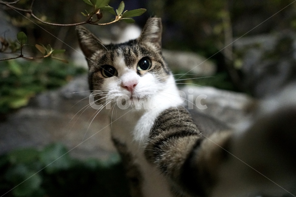 길고양이,고양이,길냥이,cat,야생동물