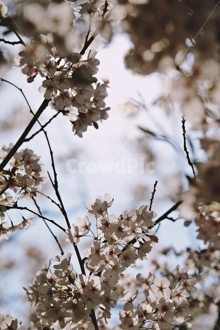 벚꽃,벚나무,cherryblossoms,flower,cherrytree,식물,자연,plants,nature,꽃,flower