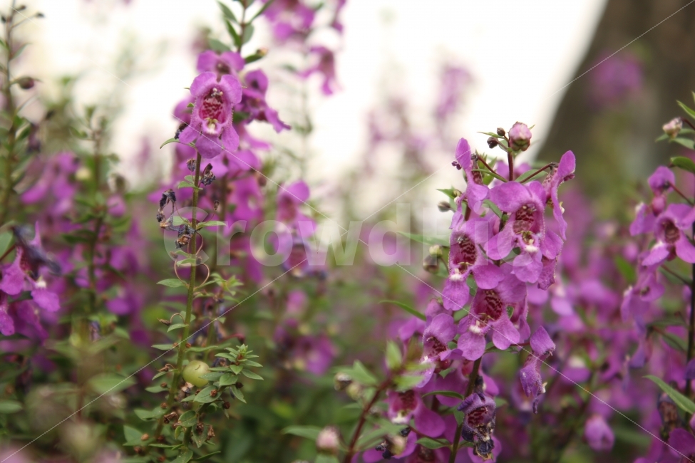 꽃,화단,경마공원,나들이,식물,식물,자연,plants,nature,꽃,flower