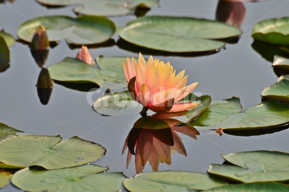 blossom,plant,식물,flower,꽃,수련,연꽃,반영,연못,연잎,연꽃잎,수생식물,수중식물