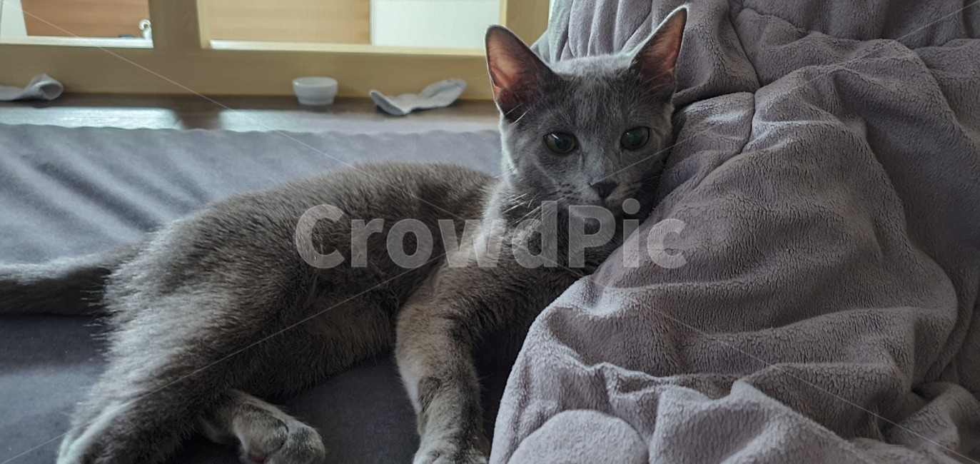 고양이,러시안블루,cat,반려동물,russianblue
