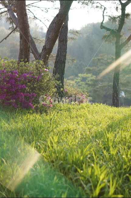 봄,아침,빛내림,빛비침,따스함,나무,자연,풍경,nature,landscape,식물,plants,나무,trees,wood,휴식,힐링,rest,relaxation,healing,plant,tree