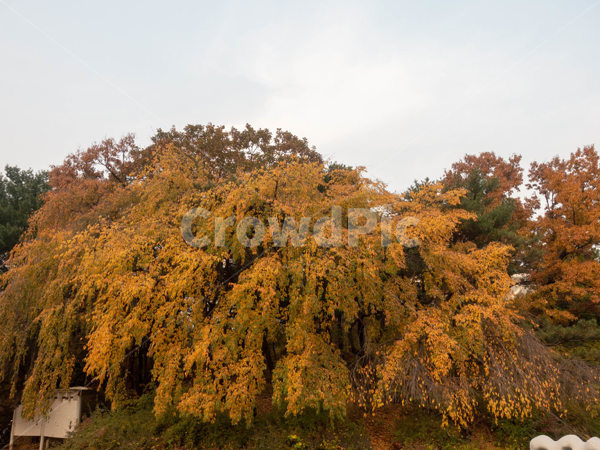 은행,가을,관악산,나무,단풍,tree,fall,가을,계절,fall,autumn,season,자연,풍경,nature,landscape,plant,식물