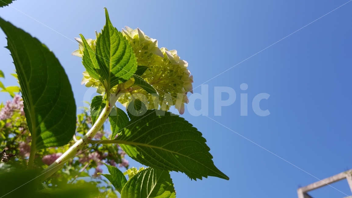 하늘보는수국,수국,맑은하늘에수국,하늘보이는꽃,꽃,식물,자연,plants,nature,꽃,flower