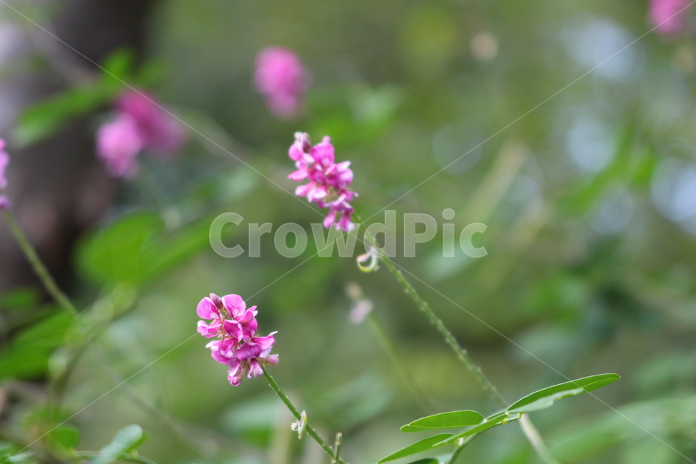꽃,싸리꽃,싸리나무,싸리,식물,자연,야생화,콩과식물,식물,자연,plants,nature,꽃,flower