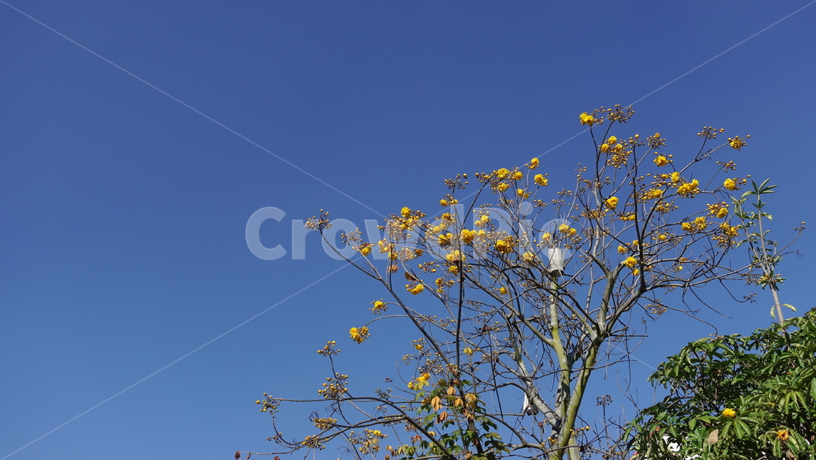 꽃,flower,열대,plant,식물,blossom,꽃송이,푸른하늘