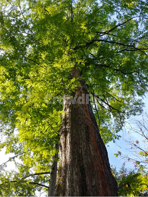tree,나무,plant,식물,treetrunk,나무줄기,메타세과이어,식물,자연,plants,nature,나무,trees,wood