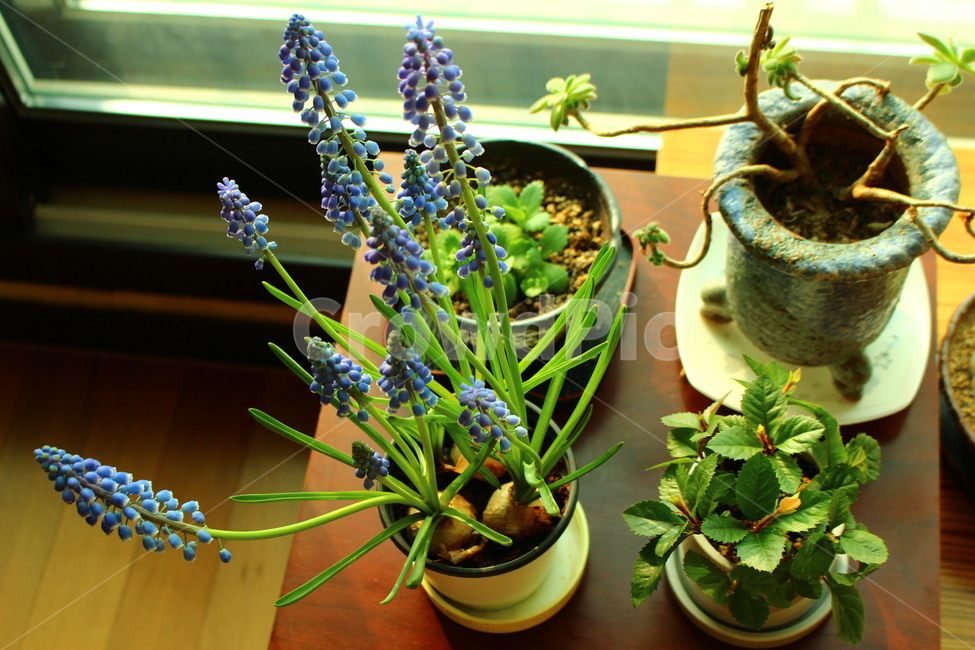 무스카리,보라색꽃,꽃,식물,감성,실내용화초,화분,화초,house plant