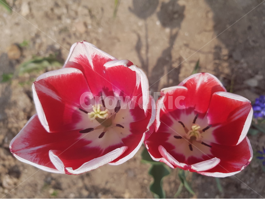 장미,꽃,장미꽃,로즈,식물,식물,자연,plants,nature,꽃,flower
