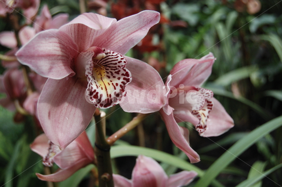 plant,flower,꽃,orchid,난꽃,blossom,식물,자연,plants,nature