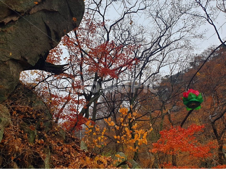 나무,잎,leaf,tree,가을,연등,단풍