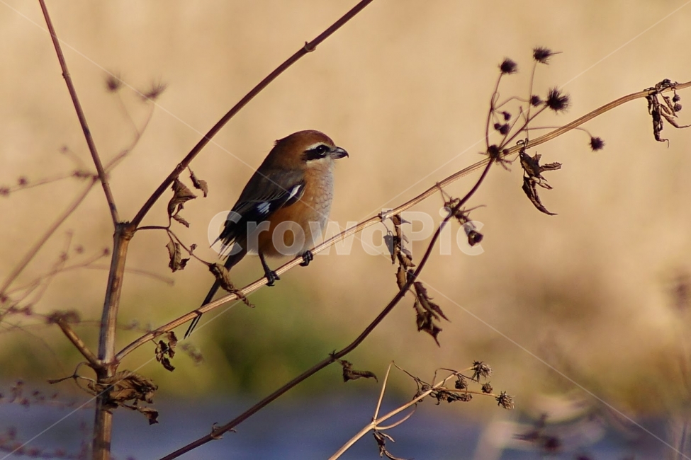 자연,부산,수영강,때까치,조류,새,동물,animal,조류,새,birds