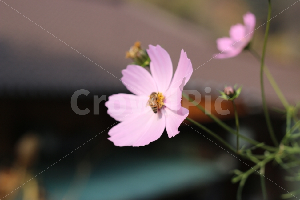 코스모스,벌,꽃,가을,계절,가을,계절,fall,autumn,season,식물,자연,plants,nature,꽃,flower,동물,animal,곤충,벌레,insect,bug,plant