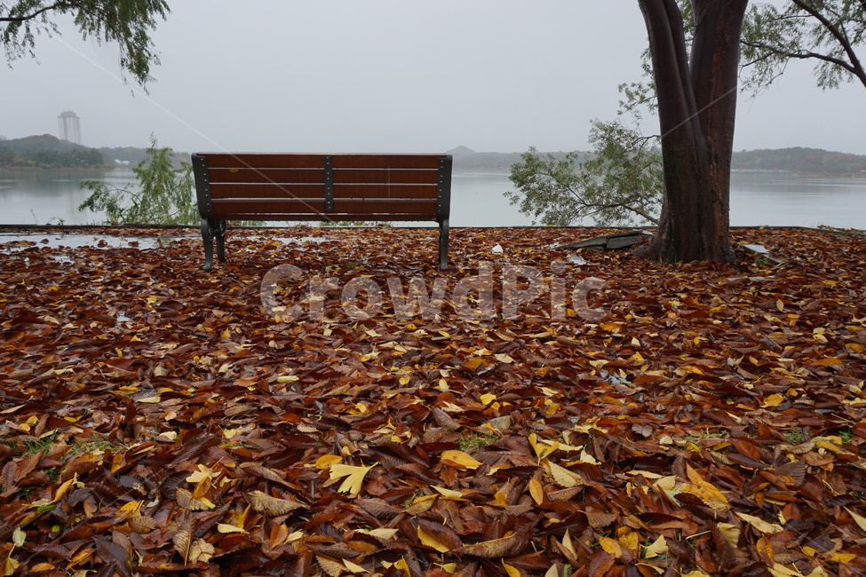 가을,낙엽,나뭇잎,의자,호숫가,쓸쓸함,갈색,빈자리,가을,계절,fall,autumn,season,자연,풍경,nature,landscape,ground,바닥,leaf,잎,plant,식물,tree,나무,furniture,가구