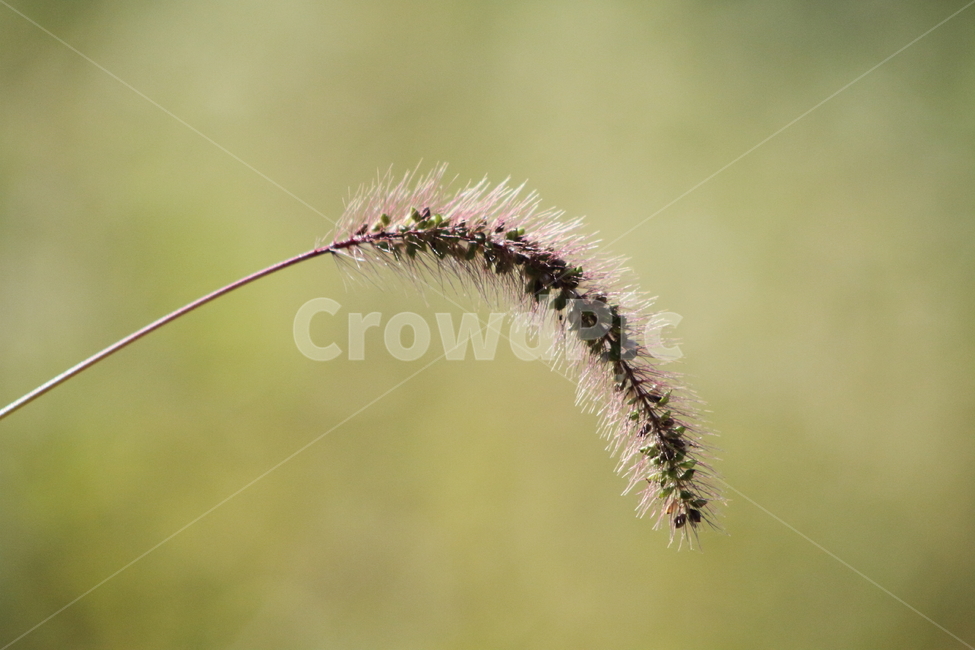 강아지풀,식물,풀,가을,greenbristlegrass,식물,자연,plants,nature