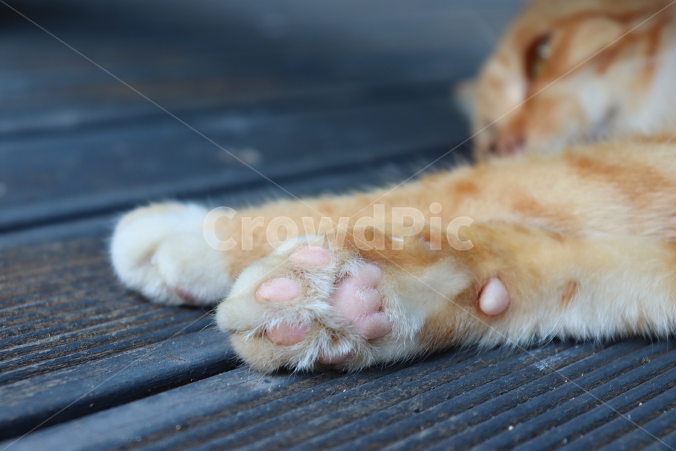 길고양이,고양이,고양이발바닥,고양이젤리,발바닥,분홍발바닥,길냥이,동물발바닥,동물,animal,포유류,mammal,고양이,cat,kitten,kitty