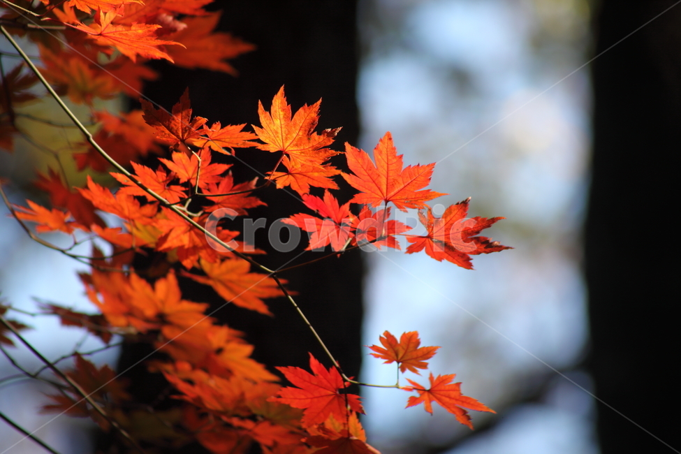 단풍,단풍나무,엽록소,가을,redleaves,가을,계절,fall,autumn,season,leaf,잎,plant,식물,tree,나무,maple