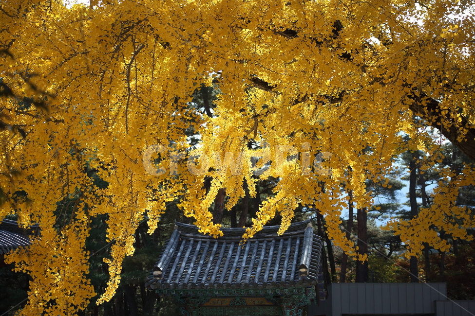 운문사,은행나무,단풍,maidenhairtree,가을,가을,계절,fall,autumn,season,한국전통,한국문화,korean traditional,korean culture,tree,나무,plant,식물,maple
