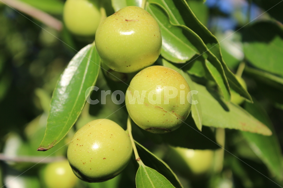 plant,식물,food,음식,대추,과일,열매,fruit