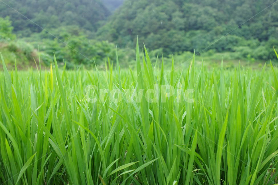 벼,초록,논,초록색,비오는날,시골,마을,풍경,landscape,country,rural,town,식물,자연,plants,nature
