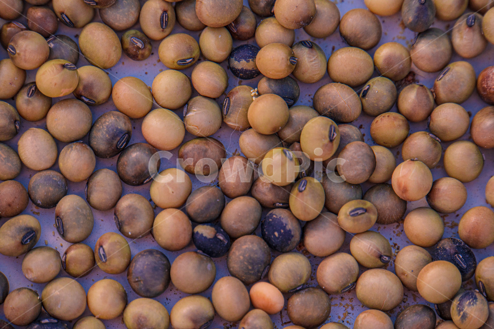 plant,식물,food,음식,콩,가을,계절,fall,autumn,season,콩류,견과류,beans,pulse,nuts,dry fruits