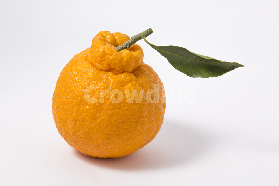 한라봉,과일,귤,감귤,오렌지,비타민,잎사귀,주황색,과일,열매,fruit